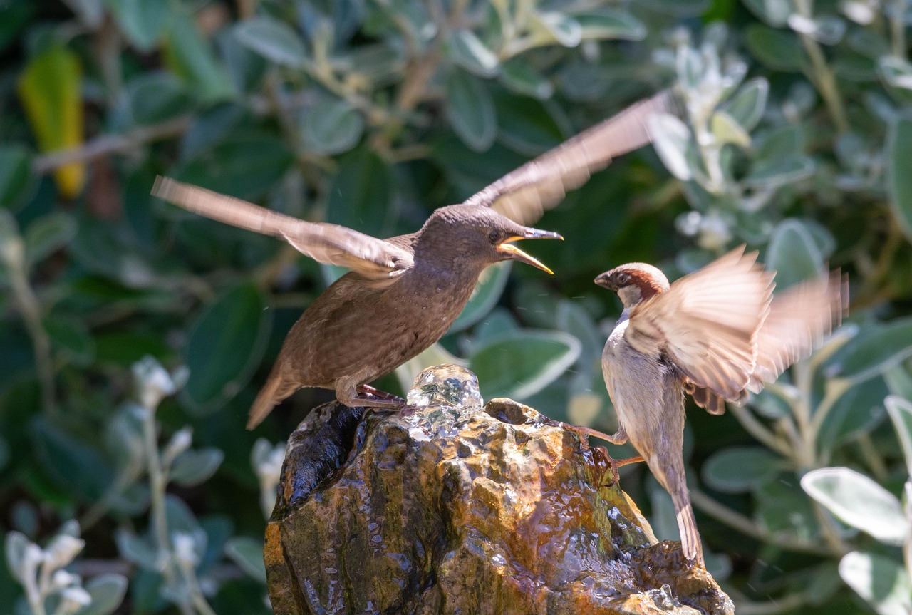 Starling, nature, sparrow — The Health Benefits of a Strong Romantic Connection