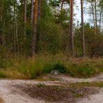 A forest scene depicting a fork in the path among trees and grass.