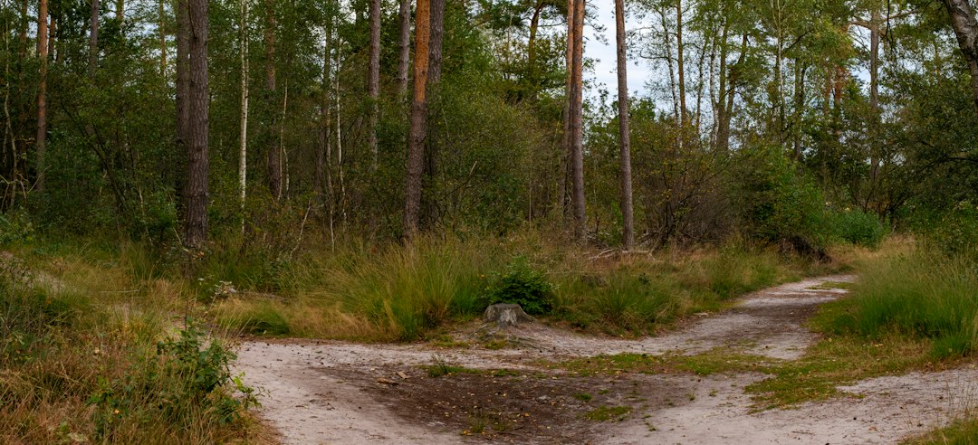 A forest scene depicting a fork in the path among trees and grass.