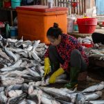 Vietnam basa fish