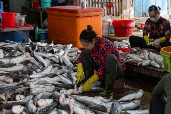 Vietnam basa fish: The Best Affordable Seafood Choice