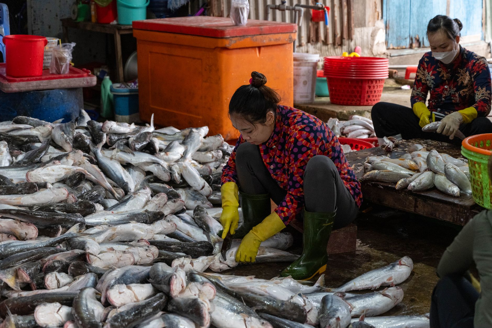 Vietnam basa fish